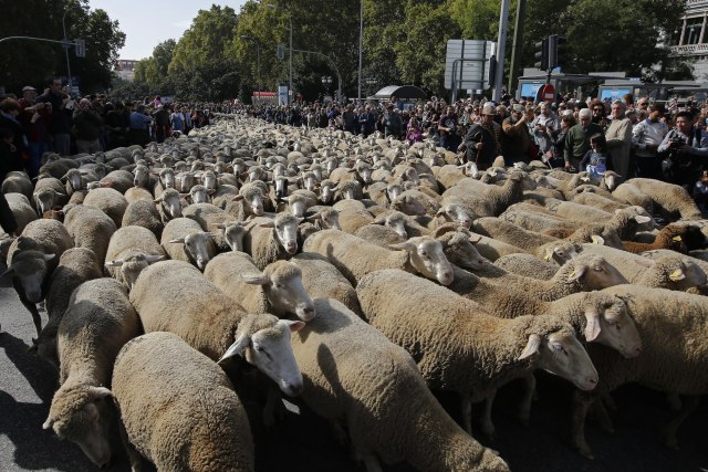 1.500 ovaca blokiralo centar Madrida FOTO