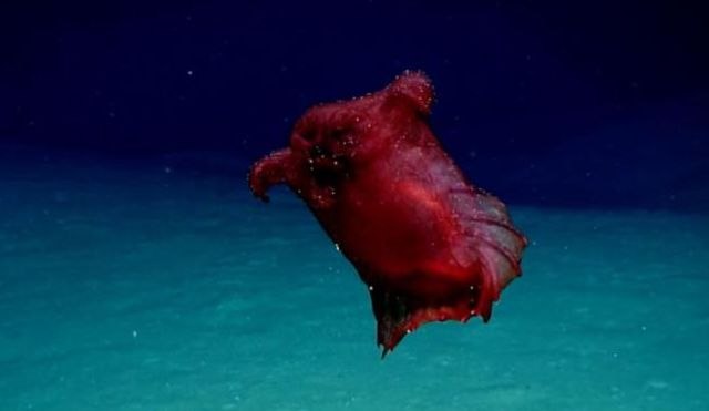 "Bezglavo èudovište": Na dnu okeana pronaðeno neobièno stvorenje VIDEO