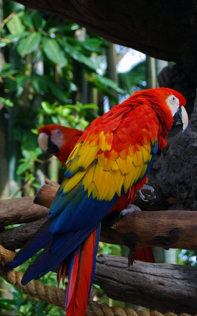 Izgubljeni papagaj iznenadio svog vlasnika