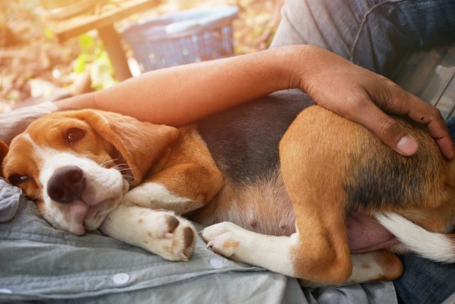 Temperatura i malaksalost možda ukazuju da vaš pas ima brucelozu