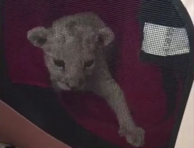 Mladunče lava pronađeno u garaži VIDEO