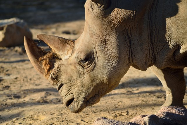 Legalizovana prodaja roga nosoroga i tigrove kosti, aktivisti besni