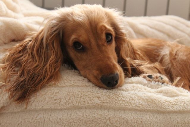 Koliko je pas dobar za vaše zdravlje?