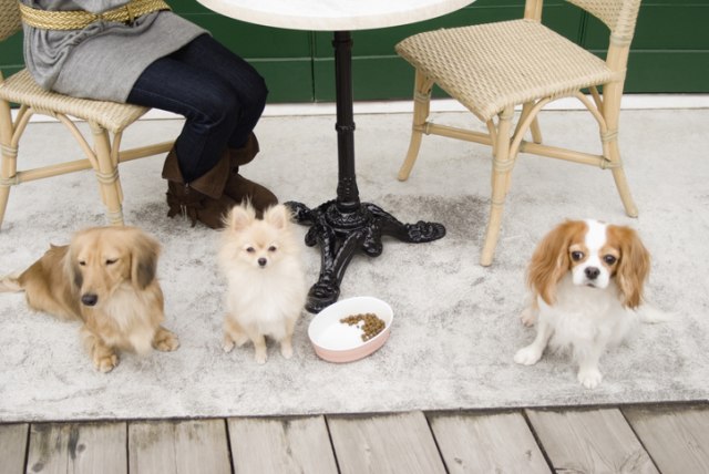 Restoran plaæa 100 dolara po satu za druženje sa psima