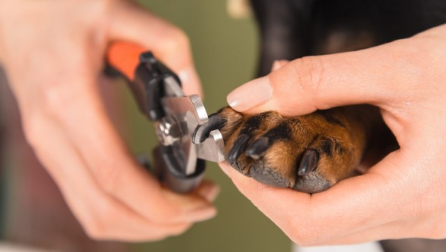 Zašto je važno da redovno vodite raèuna o noktima vašeg psa?