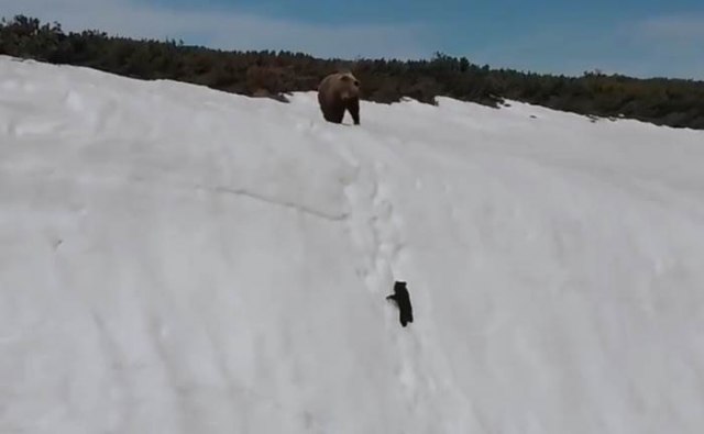 Ovaj snimak medveda nosi jednu od najvažnijih lekcija u životu