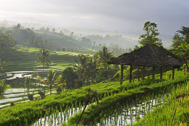 Smrtonosna bolest hara Balijem: Šta turisti moraju znati pre odlaska?