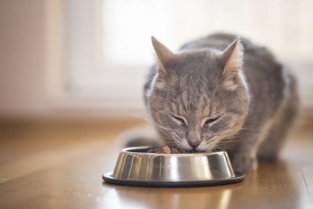 Šta kad je maca alergièna na hranu?