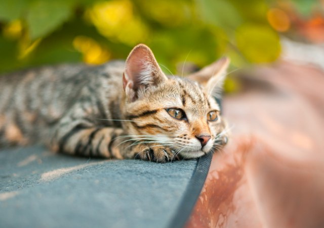 Kako da pomognete mački koja tuguje nakon gubitka drugog ljubimca?