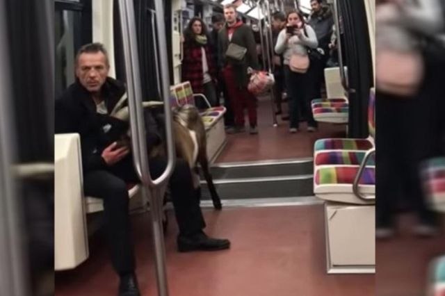Ukrao dve koze i jarca, uveo ih u pariski metro i napravio haos VIDEO
