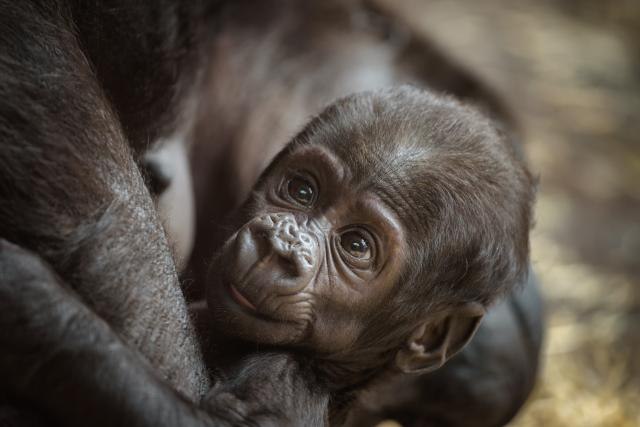 Poveæan broj gorila, ali su i dalje ugrožene