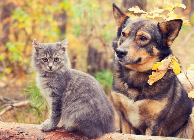 Otkrivamo kako da zašitite ljubimce od jesenjih opasnosti