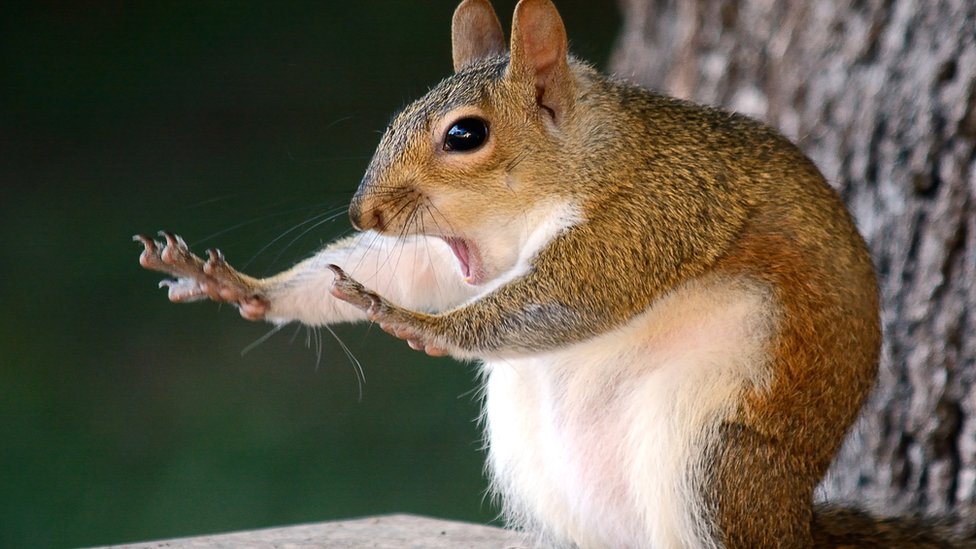 Veverica-akrobata i zapanjujuæi lemur: Najsmešnije fotografije divljine