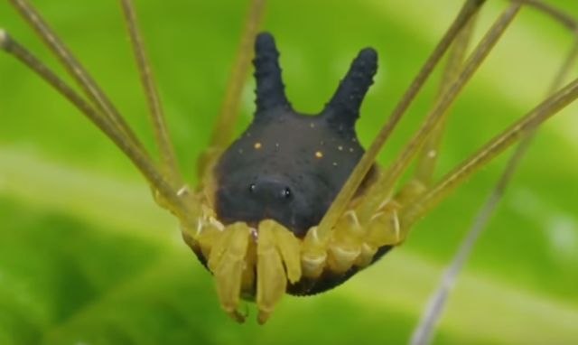 Hibrid psa i pauka: U prašumi pronaðeno neobièno stvorenje VIDEO