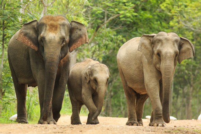 U Indiji otvorena bolnica za slonove, prvi pacijent slonica Aša