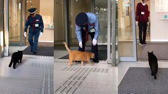 Turistièka atrakcija: Maèke pokušavaju da "provale" u muzej od 2016.