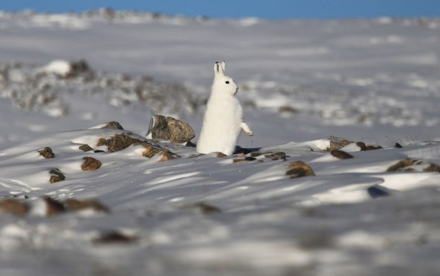 Grenland: Jedna potpuno drugačija vrsta zimovanja