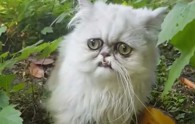 Ovaj neobičan mačak će vas oduševiti izgledom FOTO