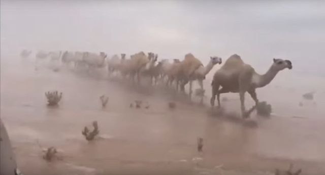 Nezapamæene padavine napravile pravo more usred pustinje VIDEO