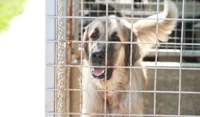 Počelo rušenje najveće klanice za pse u Južnoj Koreji