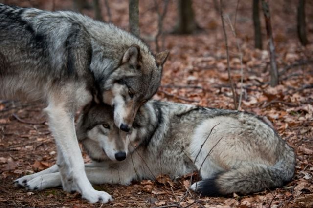 Srpski vukovi pronašli dom u Grèkoj