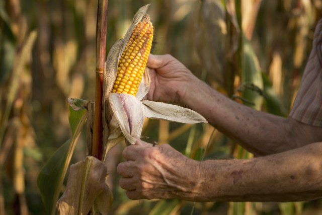 Bolivija zainteresovana za srpski kukuruz