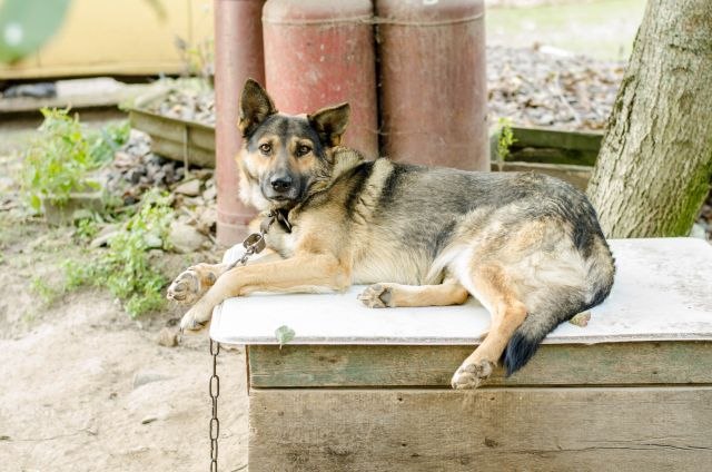 Zatvorenici u Zrenjaninu pomažu napuštenim psima