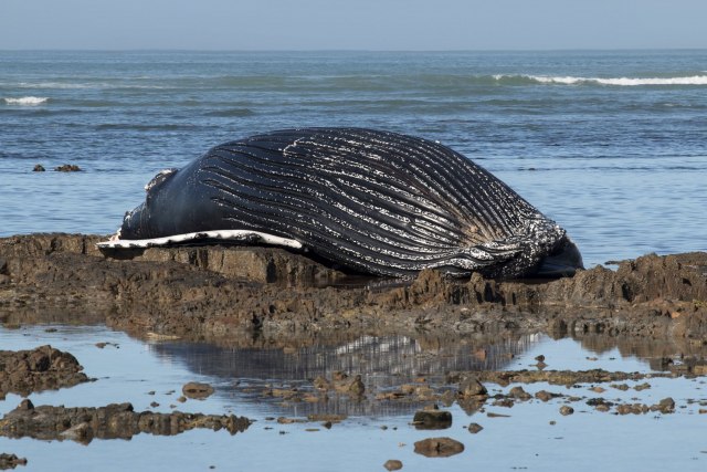 Zašto se na desetine kitova opet nasukalo i uginulo na Novom Zelandu?