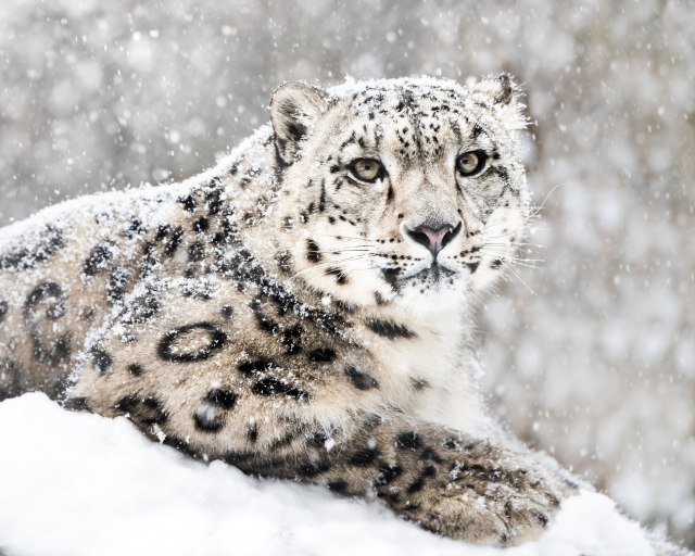 "Nismo imali izbora sem da ubijemo snežnog leoparda"