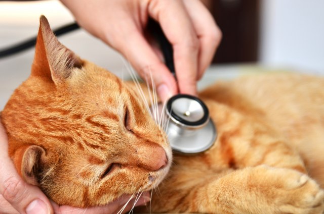 10 situacija u kojima je maci potrebno hitno ukazati pomoć