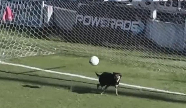 Čudo u Argentini – pas odbranio šut i spasao čist gol VIDEO