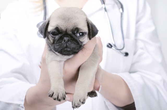 Kako da spremite vašeg psa za posetu veterinaru