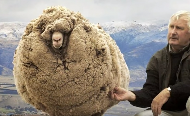 Kad ovca pruža otpor: Šest godina bežala od gazde da je ne bi ošišao