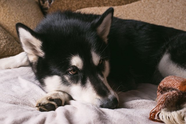 Pas heroj: Nekoliko puta je ovoj ženi spasao život