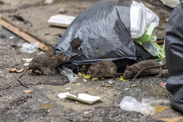 Amerièki grad se bori sa pacovima: Skoro milion za rešavanje problema