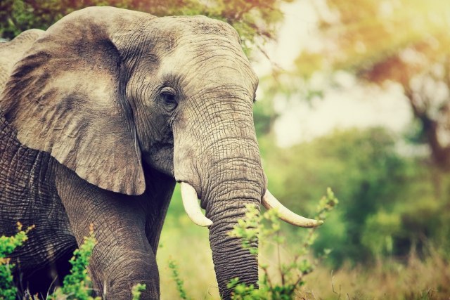 Pijanista u prirodi svira Betovena i Baha specijalno za slonove