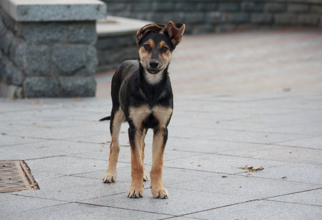 Akcija udomljavanja u Beogradu: Napušteni psi pronašli nove vlasnike
