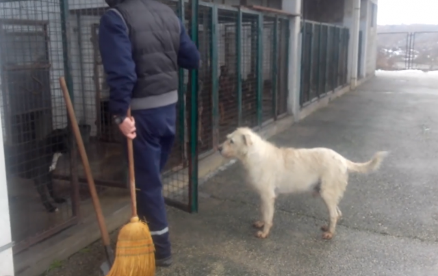 Pas iz Kraljeva stalno bežao u azil, a sad 'radi' u njemu VIDEO