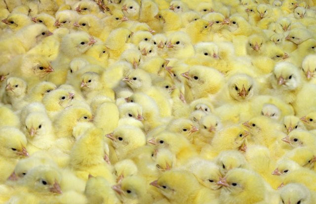 Epidemija ptièjeg gripa u komšiluku, uništavaju se farme piliæa