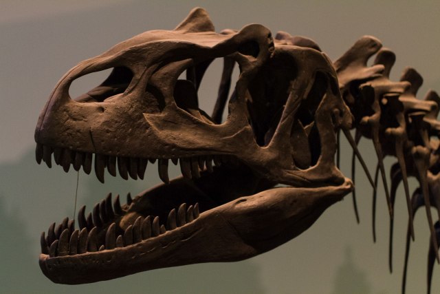 Naučnici otkrili dinosaurusa koji je bio veći i od T- Reksa