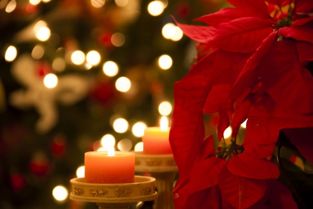 Nega i održavanje božićne zvezde: Kako da cveta za novogodišnje praznike