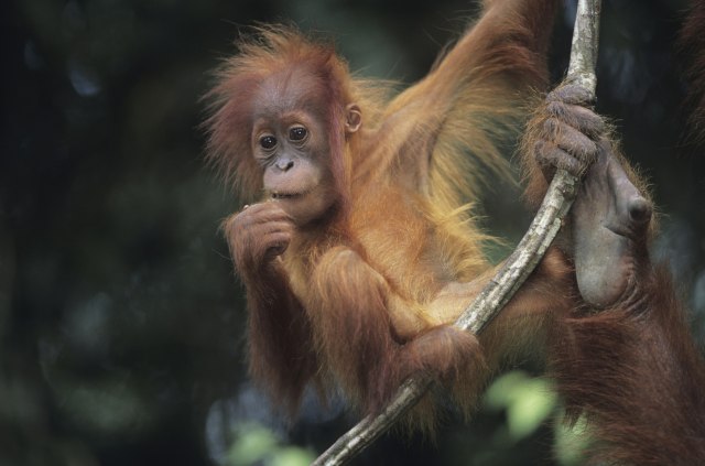 Majmuni u Štutgardskom zoo-vrtu dobili prazničnu gozbu