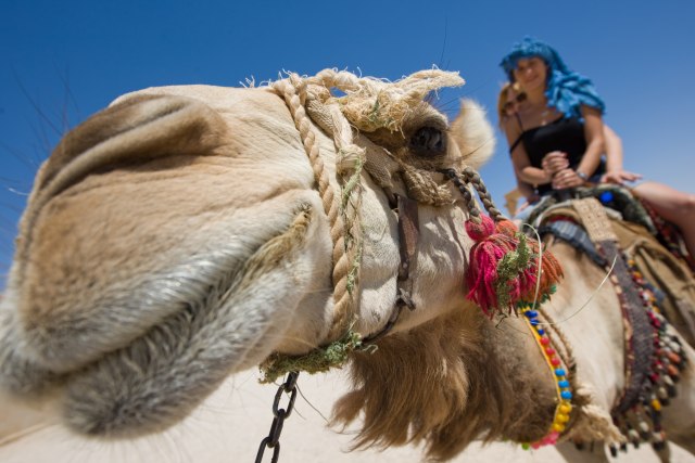 Hit u najavi: Jedna od najsiromašnijih opština u Srbiji kupuje kamile