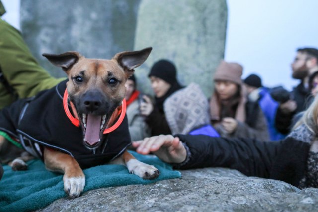 Ovo je 20 najboljih filmova s psima u glavnim ulogama VIDEO