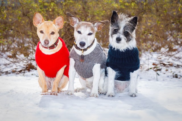 Da li svi psi treba da nose kaputić za zimu?