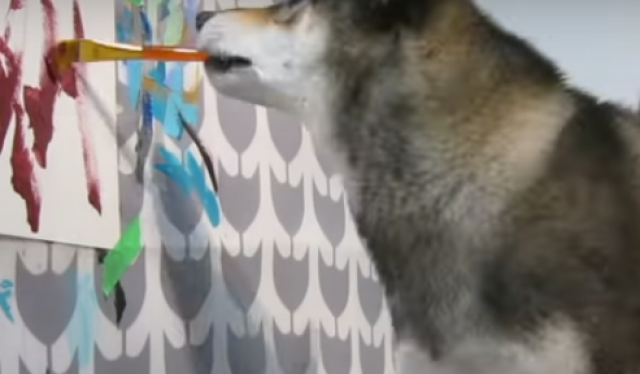 Ovaj pas je pravi slikar, njegova dela se prodaju VIDEO