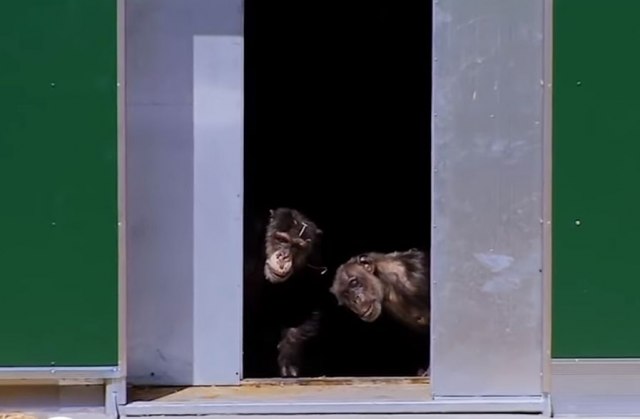 Šimpanze su posle 30 godina otvorile vrata svoje slobode VIDEO