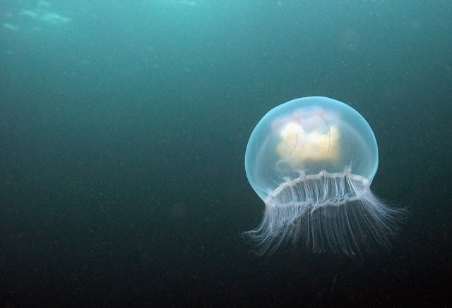 Hiljade ljudi opečeno u najezdi meduza u Australiji
