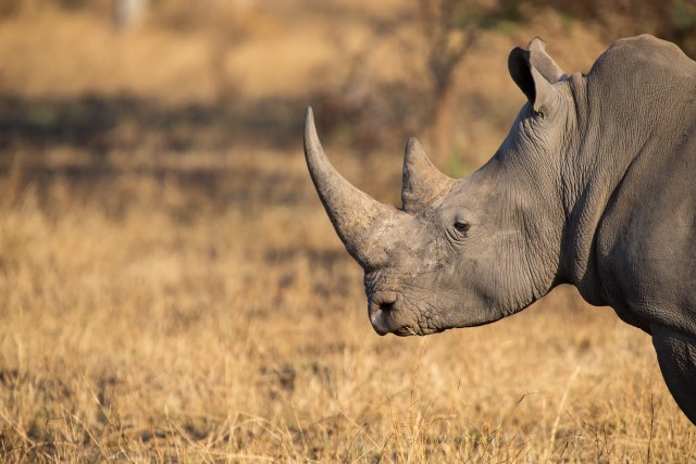 Pas pronašao krijumčarene rogove nosoroga vredne 1,7 miliona dolara