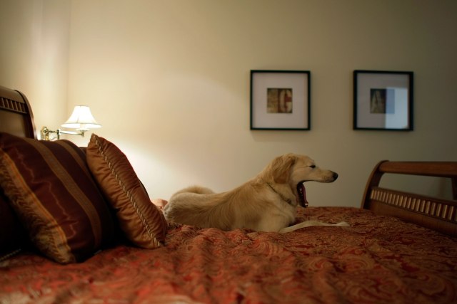 Psi treba da spavaju sa vlasnikom zbog mirnijeg sna?